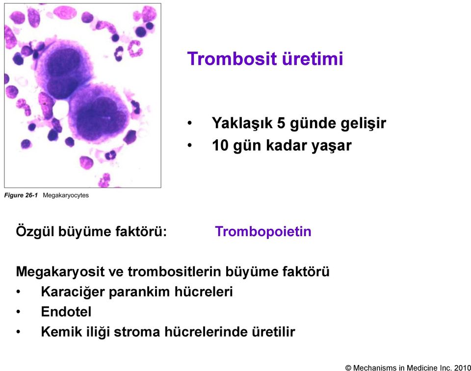 trombositlerin büyüme faktörü Karaciğer parankim hücreleri