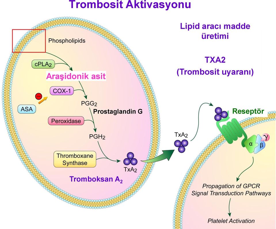 asit TXA2 (Trombosit uyaranı)