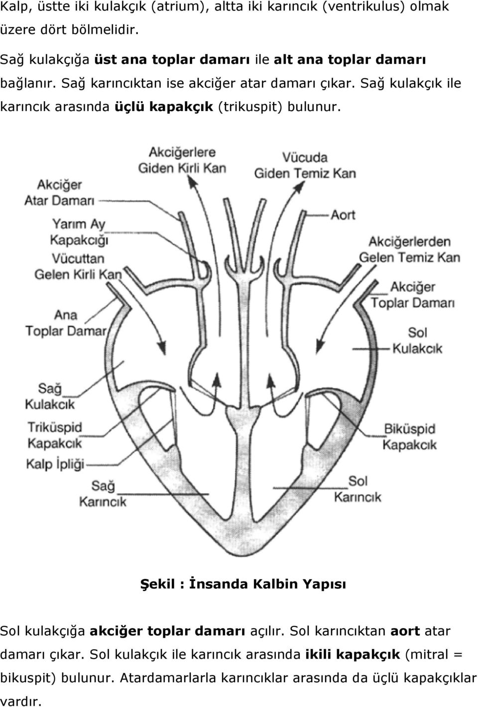 Sağ kulakçık ile karıncık arasında üçlü kapakçık (trikuspit) bulunur.