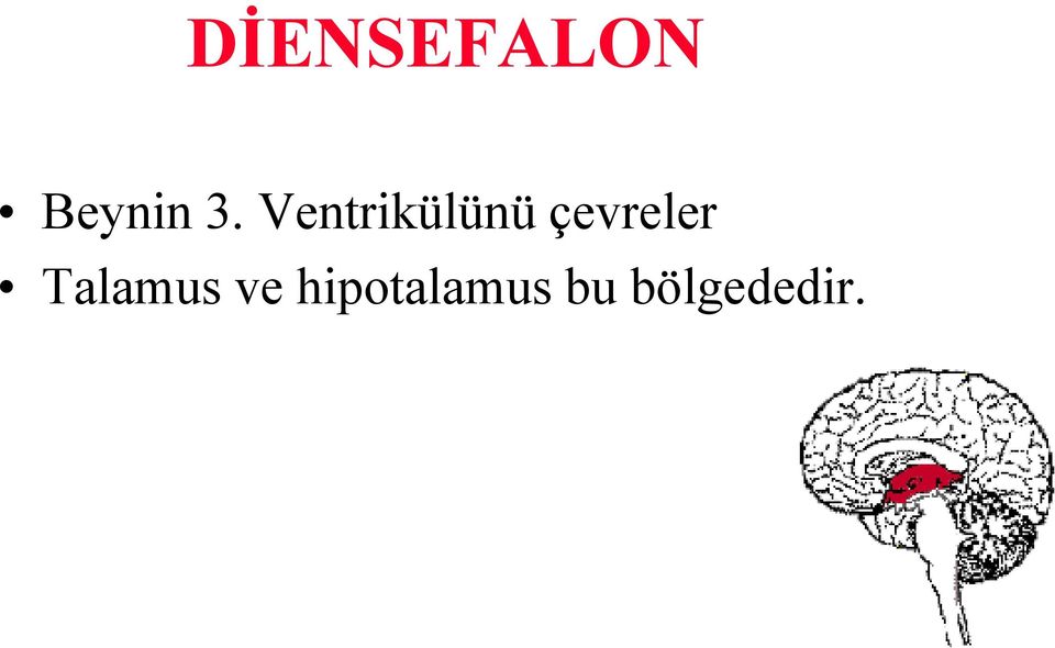 çevreler Talamus ve