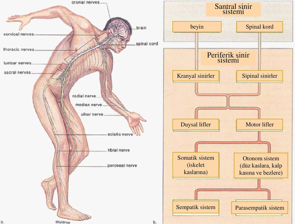 lifler Somatik sistem (iskelet kaslarına) Otonom sistem (düz