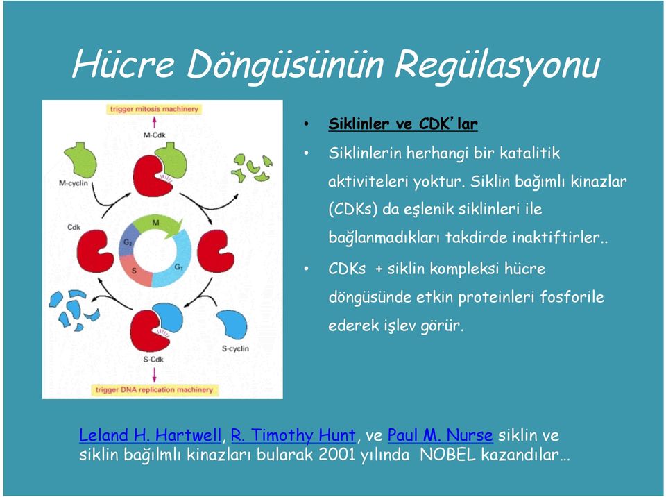 . CDKs + siklin kompleksi hücre döngüsünde etkin proteinleri fosforile ederek işlev görür. Leland H.