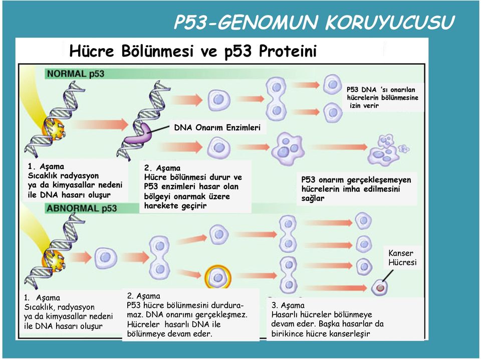 Aşama Hücre bölünmesi durur ve P53 enzimleri hasar olan bölgeyi onarmak üzere harekete geçirir P53 onarım gerçekleşemeyen hücrelerin imha edilmesini sağlar Kanser