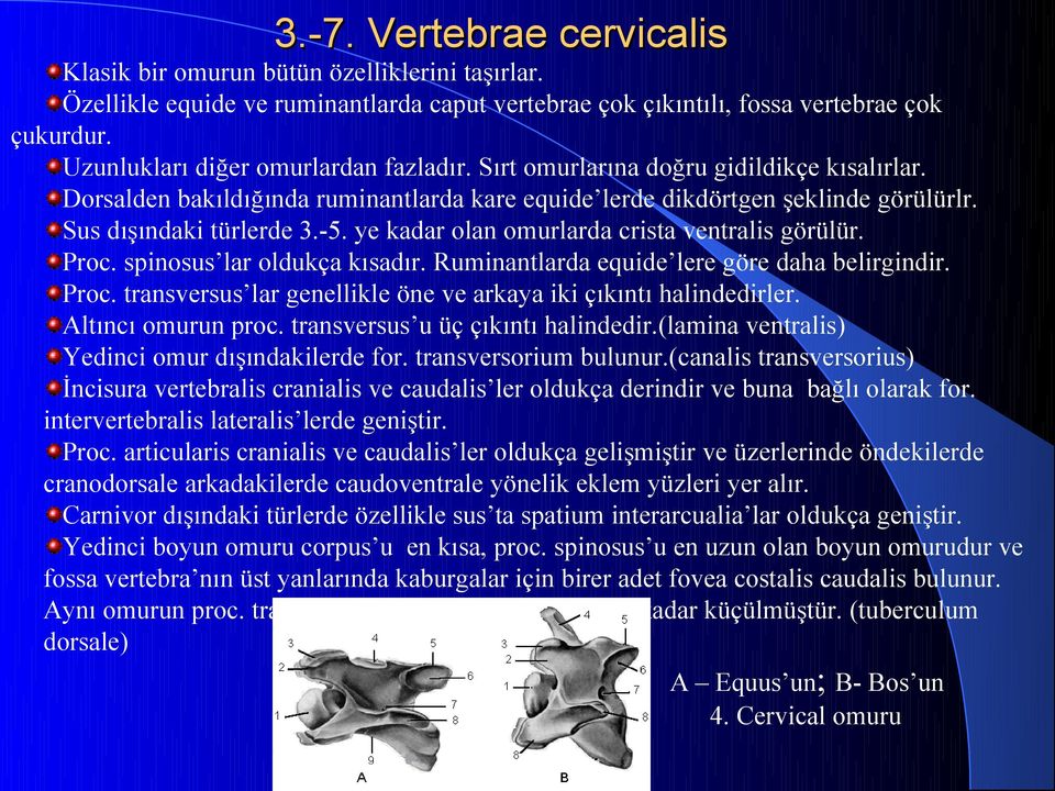 ye kadar olan omurlarda crista ventralis görülür. Proc. spinosus lar oldukça kısadır. Ruminantlarda equide lere göre daha belirgindir. Proc. transversus lar genellikle öne ve arkaya iki çıkıntı halindedirler.