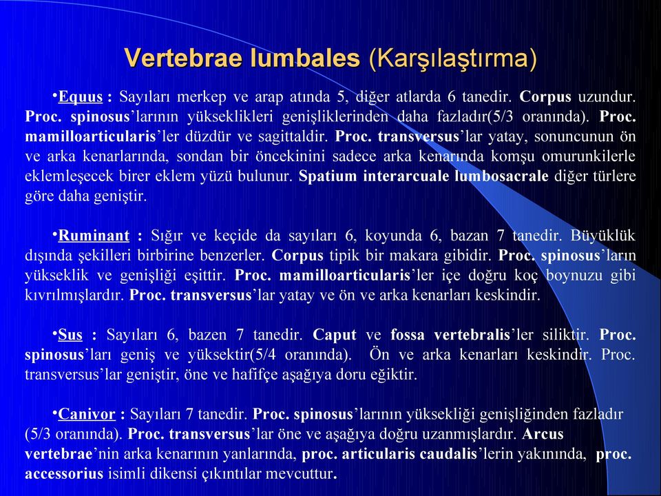 transversus lar yatay, sonuncunun ön ve arka kenarlarında, sondan bir öncekinini sadece arka kenarında komşu omurunkilerle eklemleşecek birer eklem yüzü bulunur.