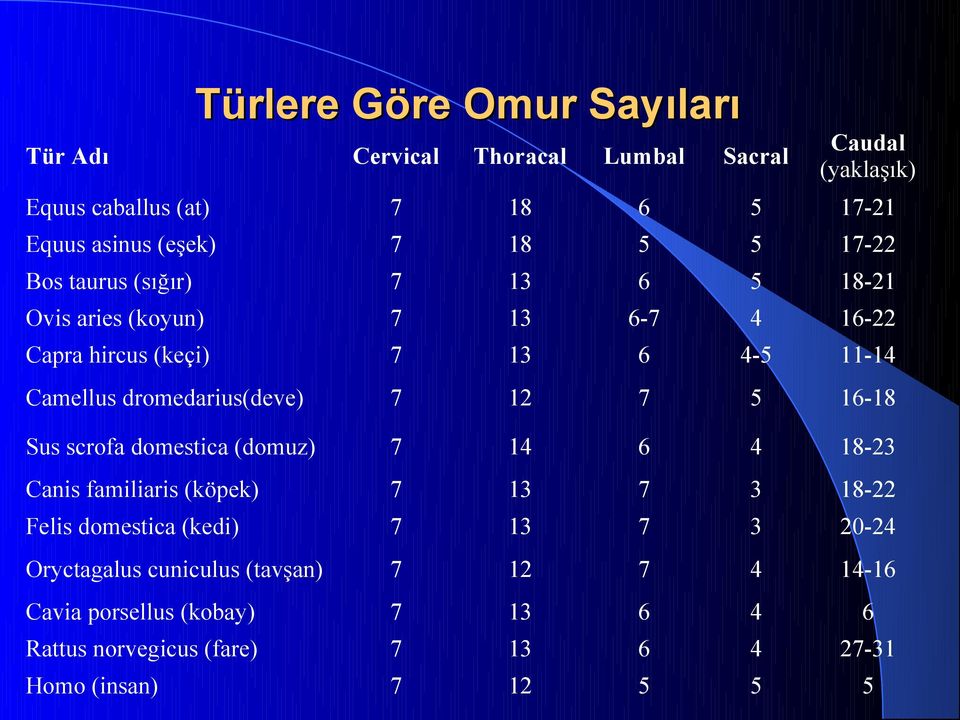 dromedarius(deve) 12 5 16-18 Sus scrofa domestica (domuz) 14 6 4 18-23 Canis familiaris (köpek) 13 3 18-22 Felis domestica (kedi) 13