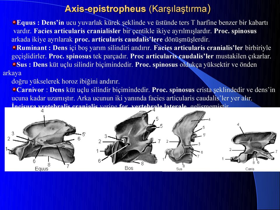 spinosus tek parçadır. Proc articularis caudalis ler mustakilen çıkarlar. Sus : Dens küt uçlu silindir biçimindedir. Proc. spinosus oldukça yüksektir ve önden arkaya doğru yükselerek horoz ibiğini andırır.