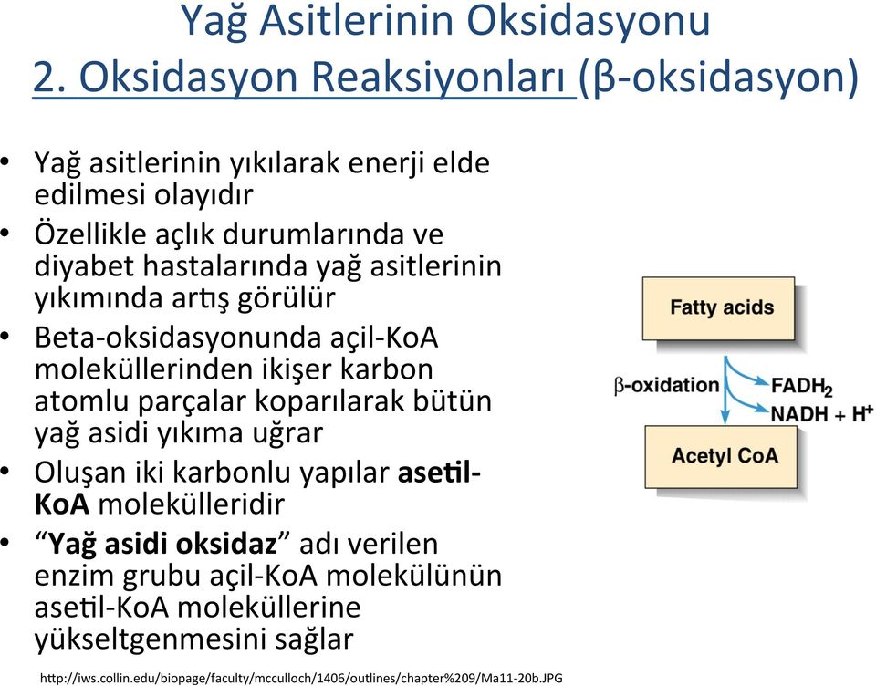 hastalarında yağ asitlerinin yıkımında armş görülür Beta- oksidasyonunda açil- KoA moleküllerinden ikişer karbon atomlu parçalar koparılarak bütün