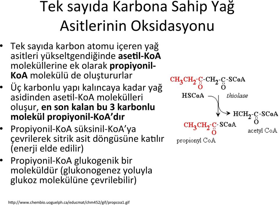 oluşur, en son kalan bu 3 karbonlu molekül propiyonil- KoA dır Propiyonil- KoA süksinil- KoA ya çevrilerek sitrik asit döngüsüne kamlır (enerji