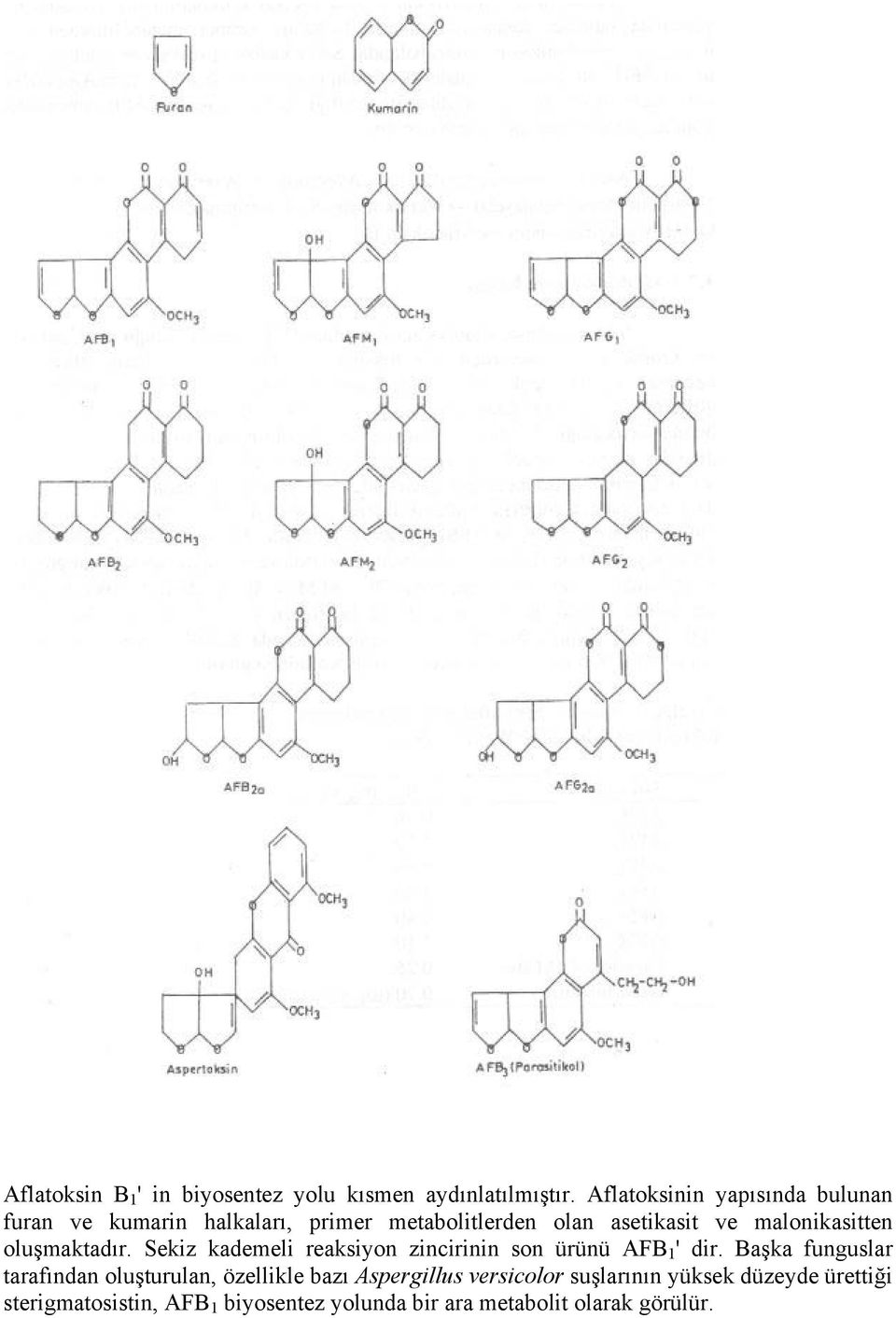 malonikasitten oluşmaktadır. Sekiz kademeli reaksiyon zincirinin son ürünü AFB 1 ' dir.