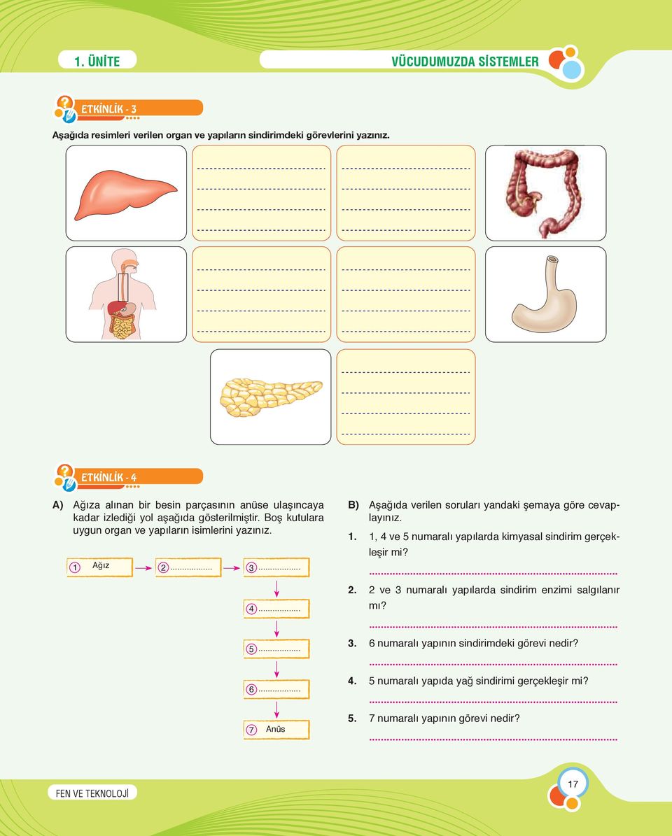 1 Ağız 2... 3... 4... 5... 6... 7 Anüs B) Aşağıda verilen soruları yandaki şemaya göre cevaplayınız. 1. 1, 4 ve 5 numaralı yapılarda kimyasal sindirim gerçekleşir mi?