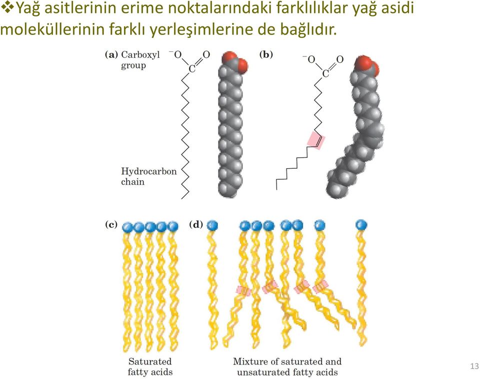 yağ asidi moleküllerinin