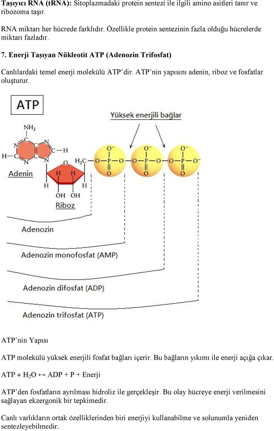 ATP nin yapısını adenin, riboz ve fosfatlar oluşturur. ATP nin Yapısı ATP molekülü yüksek enerjili fosfat bağları içerir. Bu bağların yıkımı ile enerji açığa çıkar.