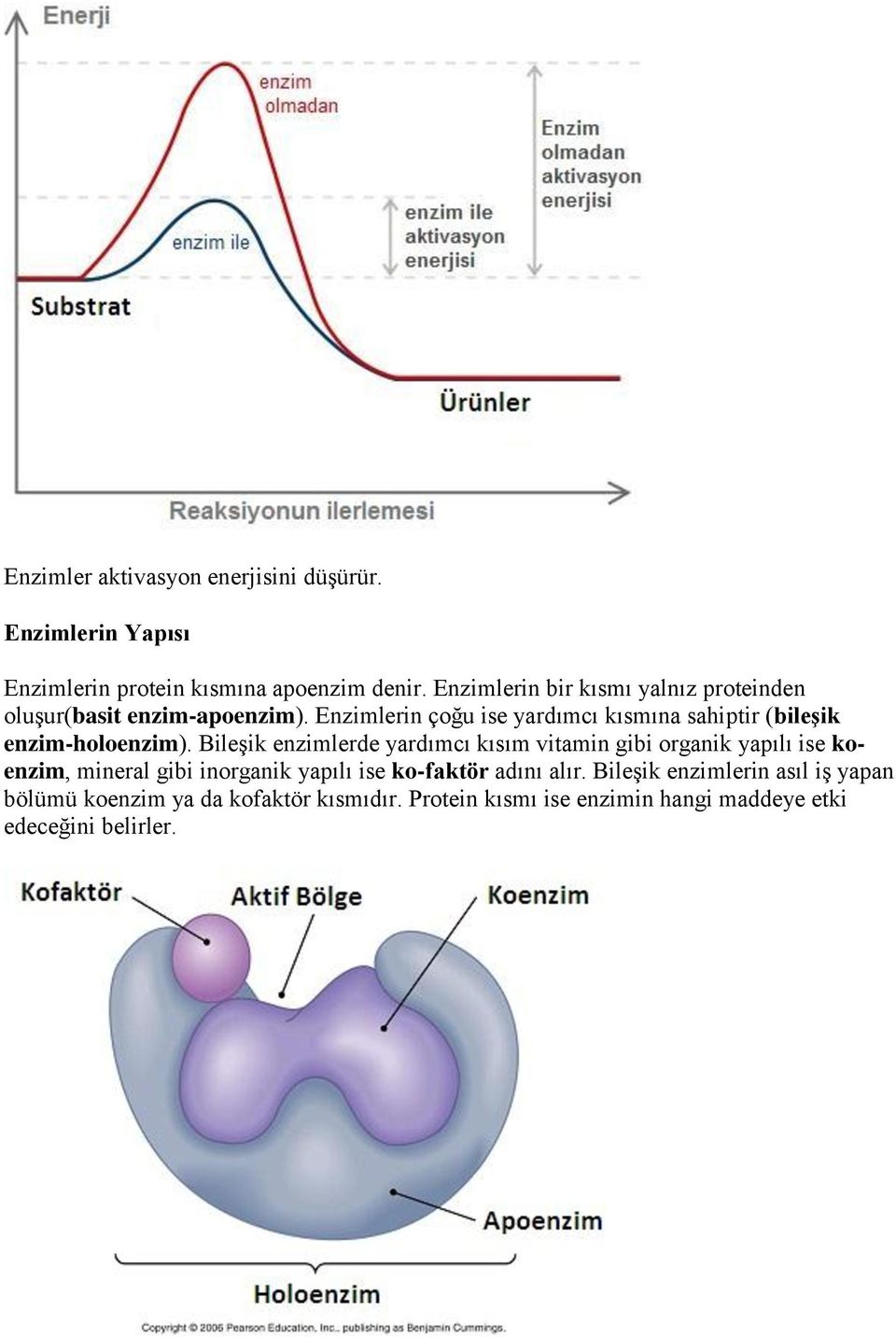 Enzimlerin çoğu ise yardımcı kısmına sahiptir (bileşik enzim-holoenzim).