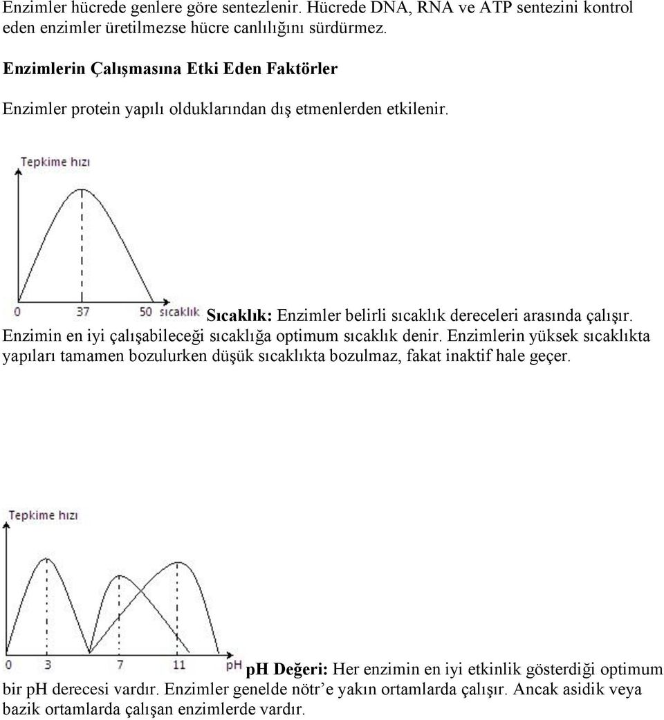 Sıcaklık: Enzimler belirli sıcaklık dereceleri arasında çalışır. Enzimin en iyi çalışabileceği sıcaklığa optimum sıcaklık denir.