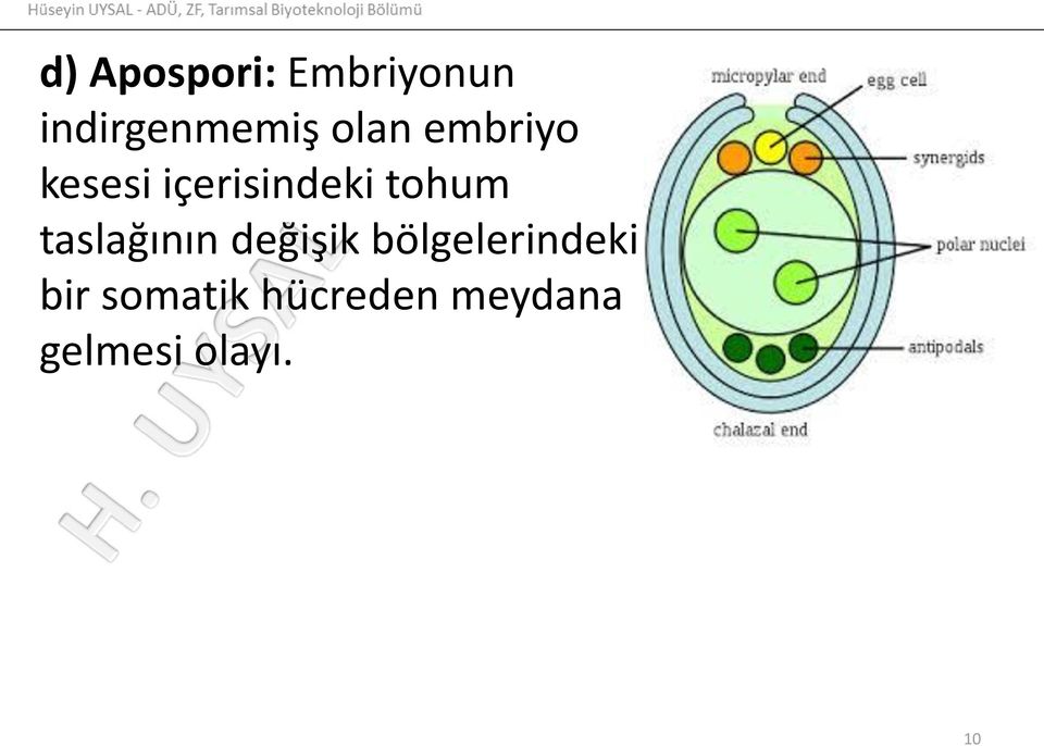 taslağının değişik bölgelerindeki bir