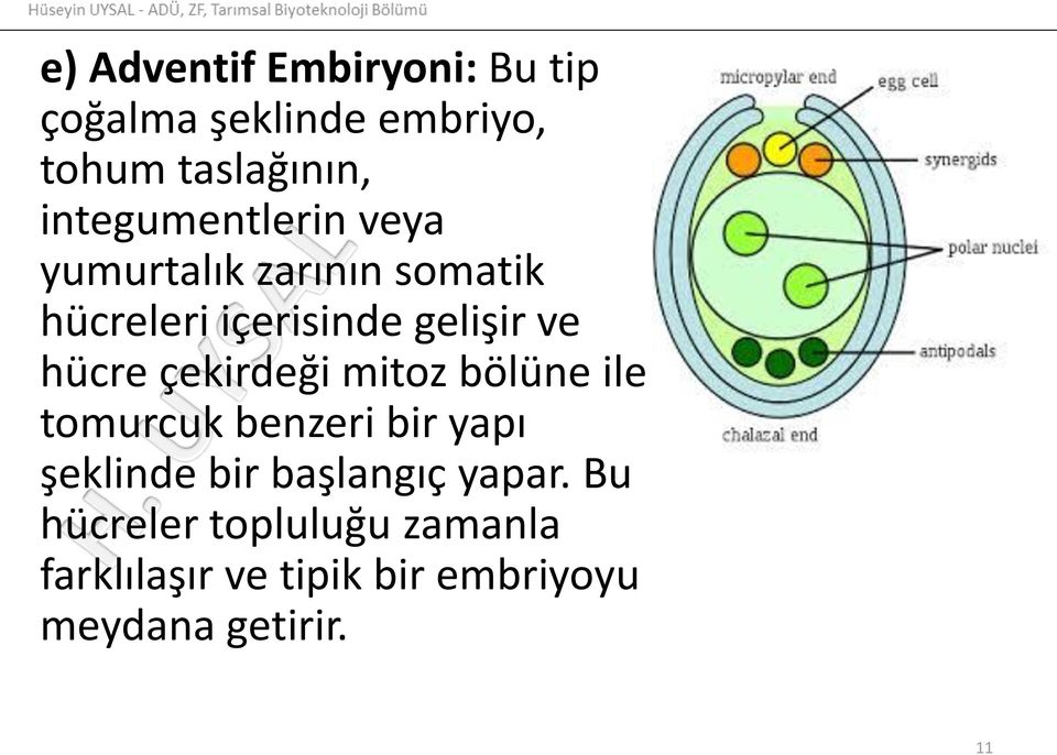 hücre çekirdeği mitoz bölüne ile tomurcuk benzeri bir yapı şeklinde bir başlangıç