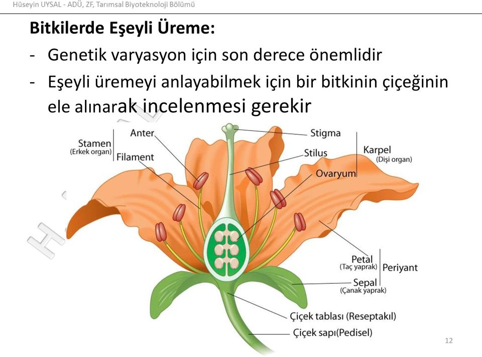 Eşeyli üremeyi anlayabilmek için bir