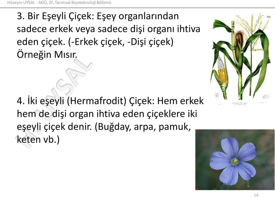 İki eşeyli (Hermafrodit) Çiçek: Hem erkek hem de dişi organ ihtiva
