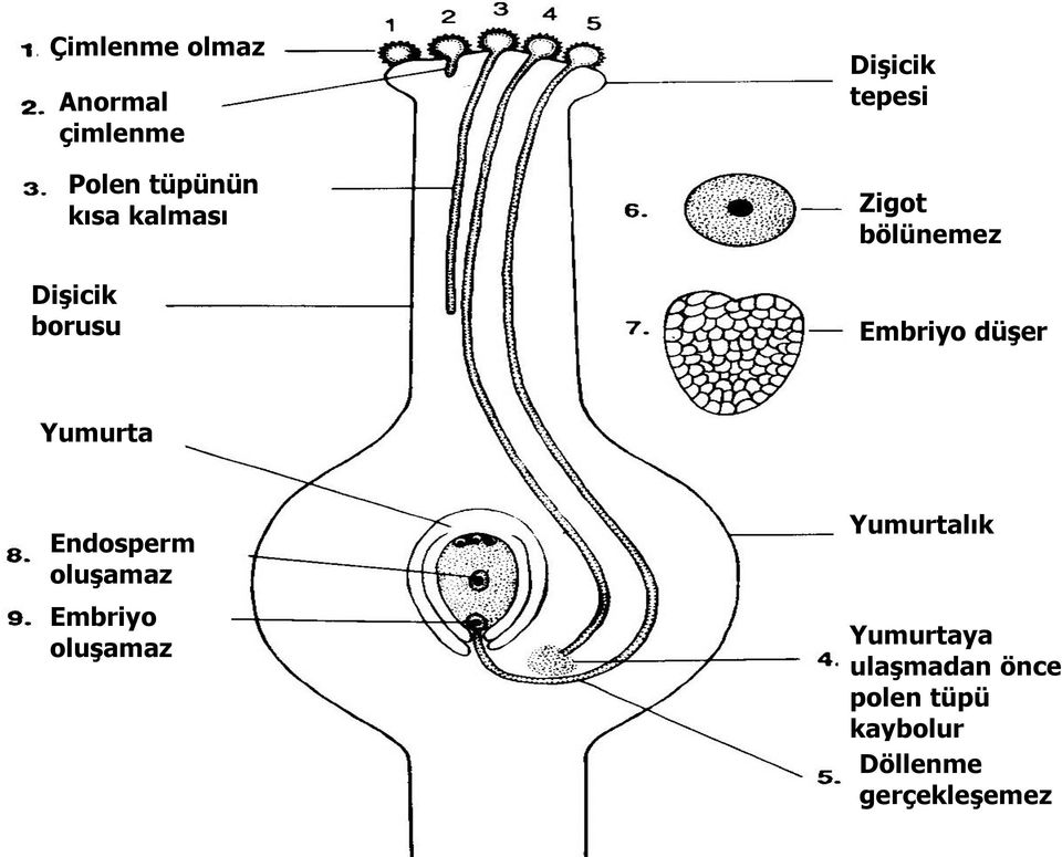 Yumurta Endosperm oluşamaz Embriyo oluşamaz Yumurtalık