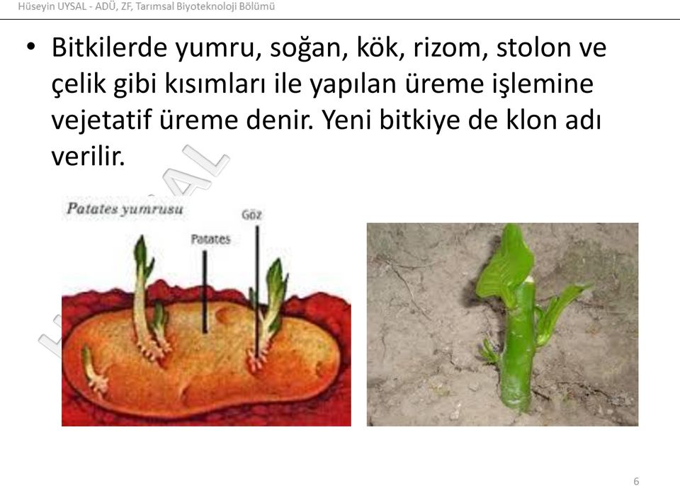 yapılan üreme işlemine vejetatif üreme