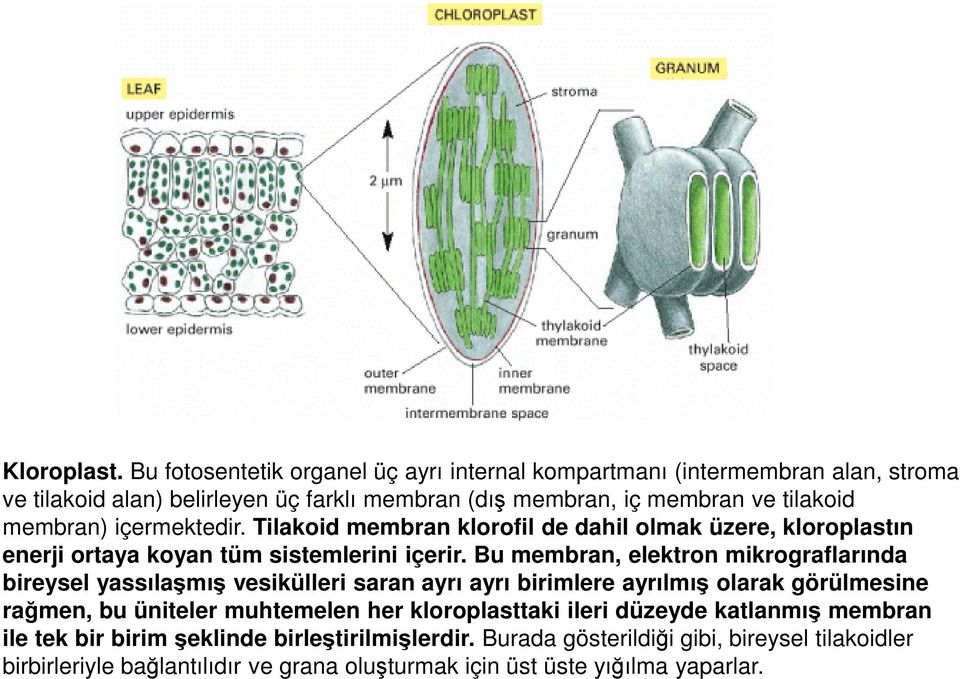 membran) içermektedir. Tilakoid membran klorofil de dahil olmak üzere, kloroplastın enerji ortaya koyan tüm sistemlerini içerir.