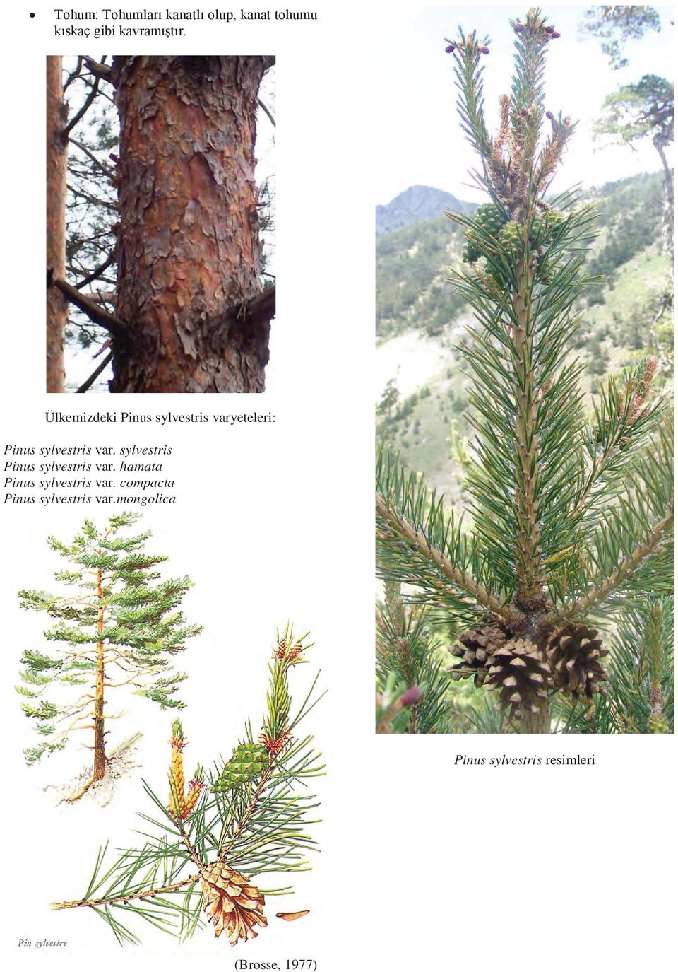 hamata Pinus sylvestris var.