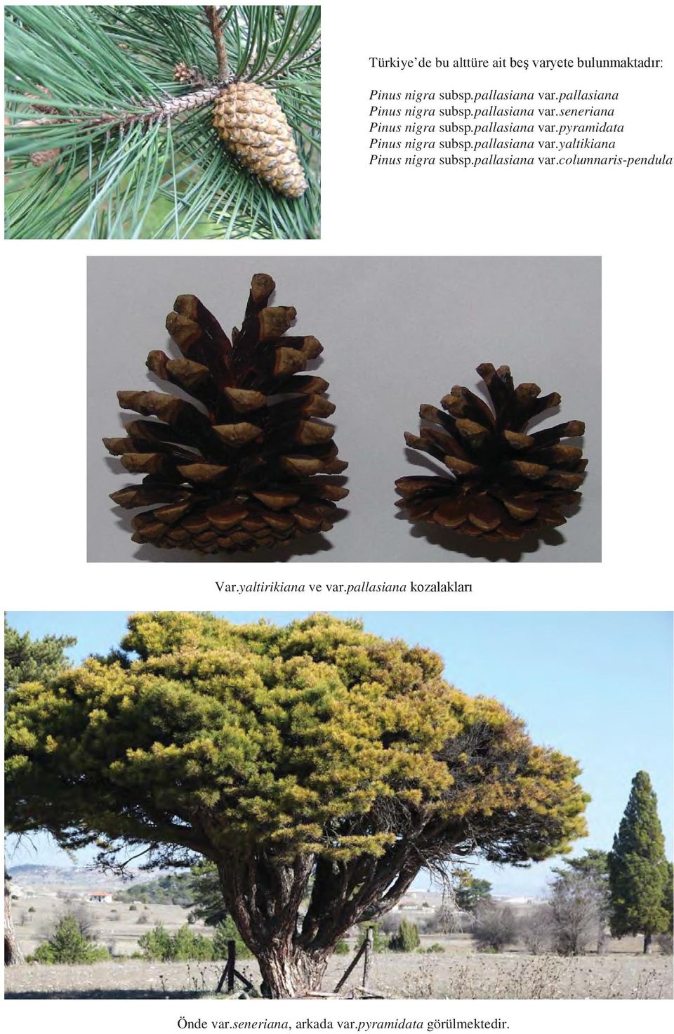 pallasiana var.pyramidata Pinus nigra subsp.pallasiana var.yaltikiana Pinus nigra subsp.