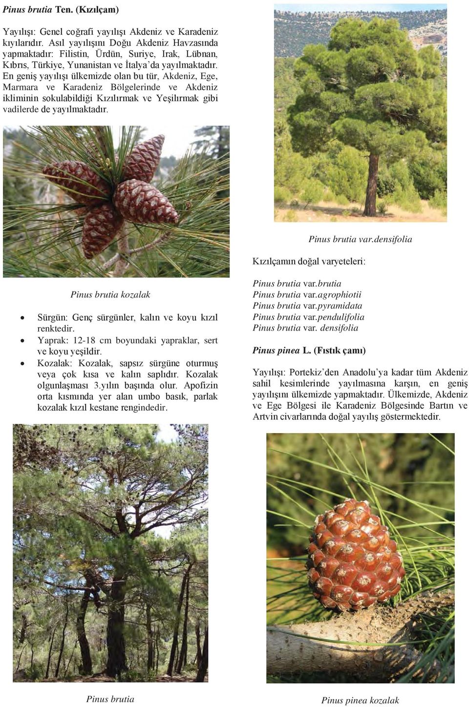 densifolia Pinus brutia var.brutia Pinus brutia var.agrophiotii Pinus brutia var.