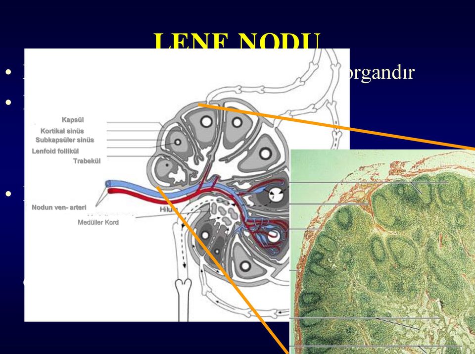 (Lenfositler) Lenfoid follikül Histolojik olarak iki ana bölgeden olusur Nodun ven- arteri