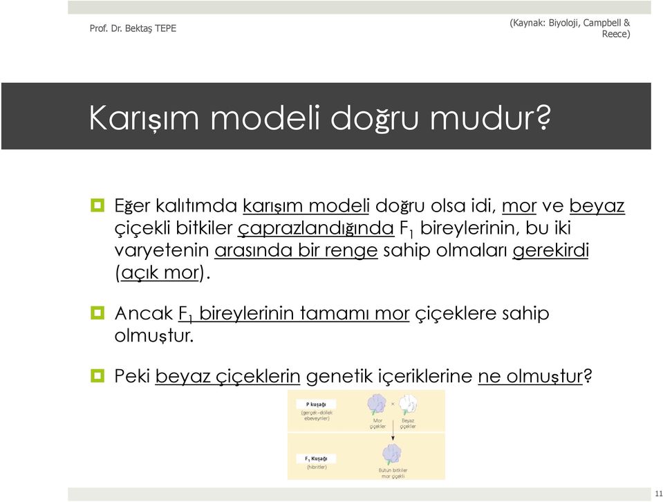 çaprazlandığında F 1 bireylerinin, bu iki varyetenin arasında bir renge sahip