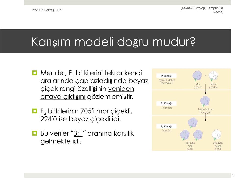 çiçek rengi özelliğinin yeniden ortaya çıktığını gözlemlemiştir.