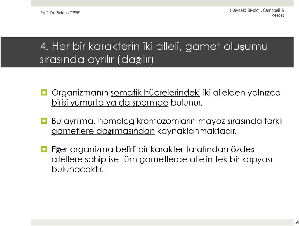 Bu ayrılma, homolog kromozomların mayoz sırasında farklı gametlere dağılmasından kaynaklanmaktadır.