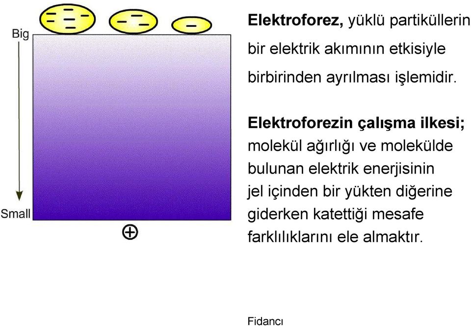 Elektroforezin çalışma ilkesi; molekül ağırlığı ve molekülde bulunan