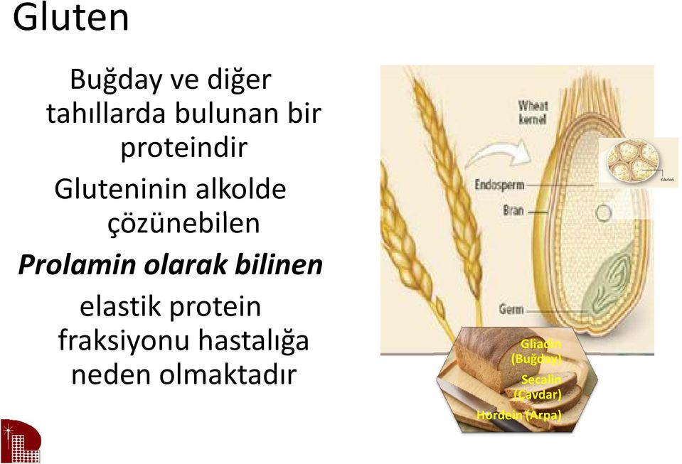 olarak bilinen elastik protein fraksiyonu hastalığa