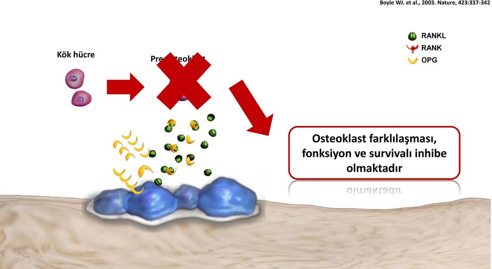 OPG Osteoklast farklılaşması, fonksiyon ve survivalı