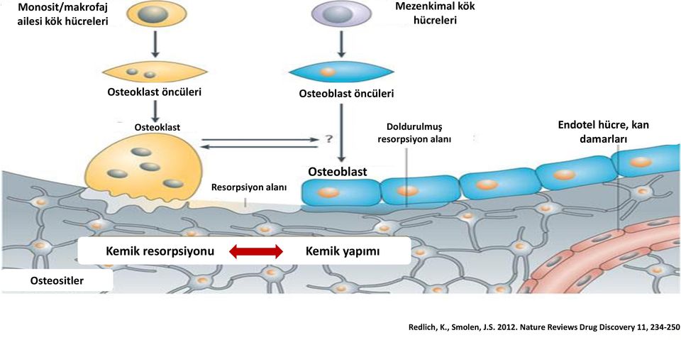 hücre, kan damarları Resorpsiyon alanı Osteoblast Kemik resorpsiyonu Kemik