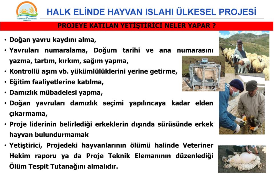 yükümlülüklerini yerine getirme, Eğitim faaliyetlerine katılma, Damızlık mübadelesi yapma, Doğan yavruları damızlık seçimi yapılıncaya kadar