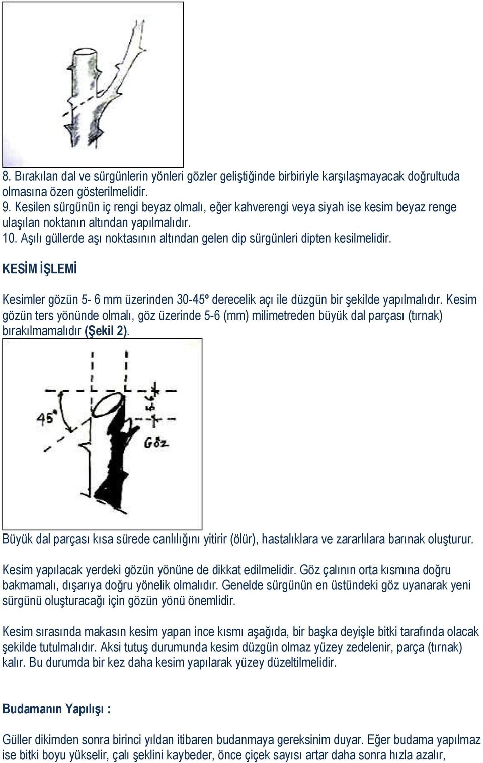 Aşılı güllerde aşı noktasının altından gelen dip sürgünleri dipten kesilmelidir. KESİM İŞLEMİ Kesimler gözün 5-6 mm üzerinden 30-45º derecelik açı ile düzgün bir şekilde yapılmalıdır.