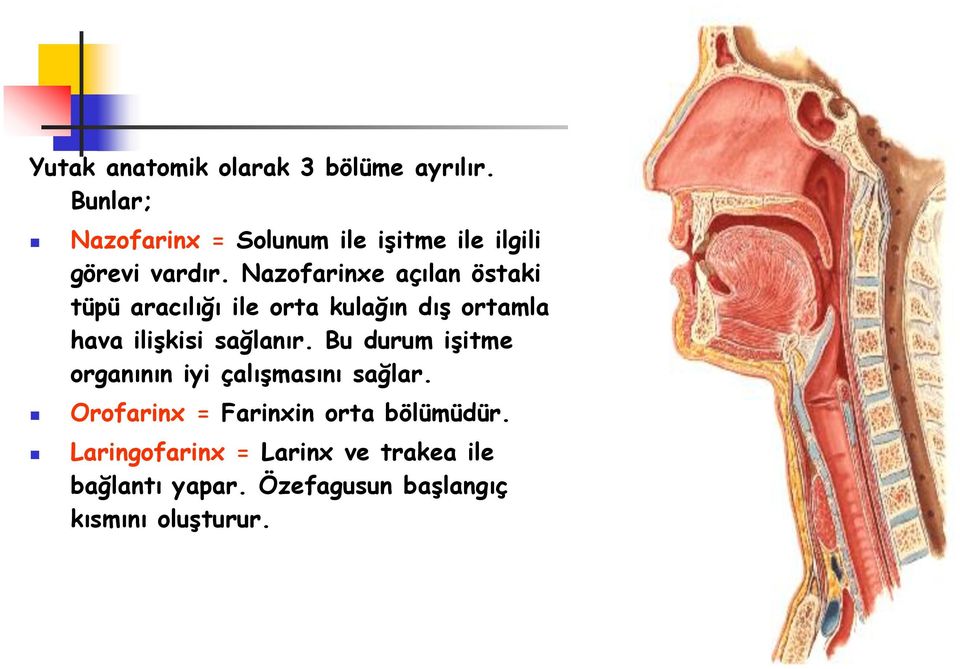 Nazofarinxe açılan östaki tüpü aracılığı ile orta kulağın dış ortamla hava ilişkisi sağlanır.