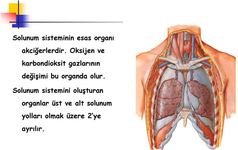 organda olur.