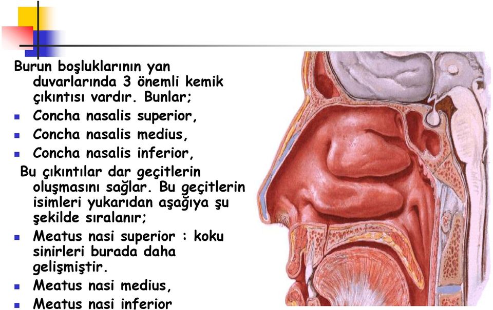 çıkıntılar dar geçitlerin oluşmasını sağlar.