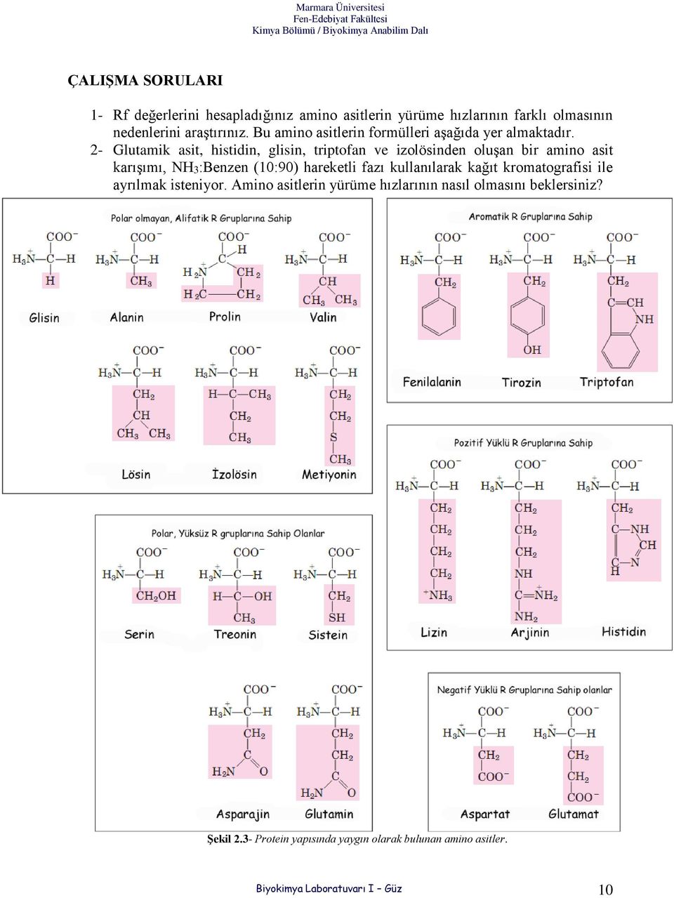 2- Glutamik asit, histidin, glisin, triptofan ve izolösinden oluşan bir amino asit karışımı, NH3:Benzen (10:90) hareketli fazı
