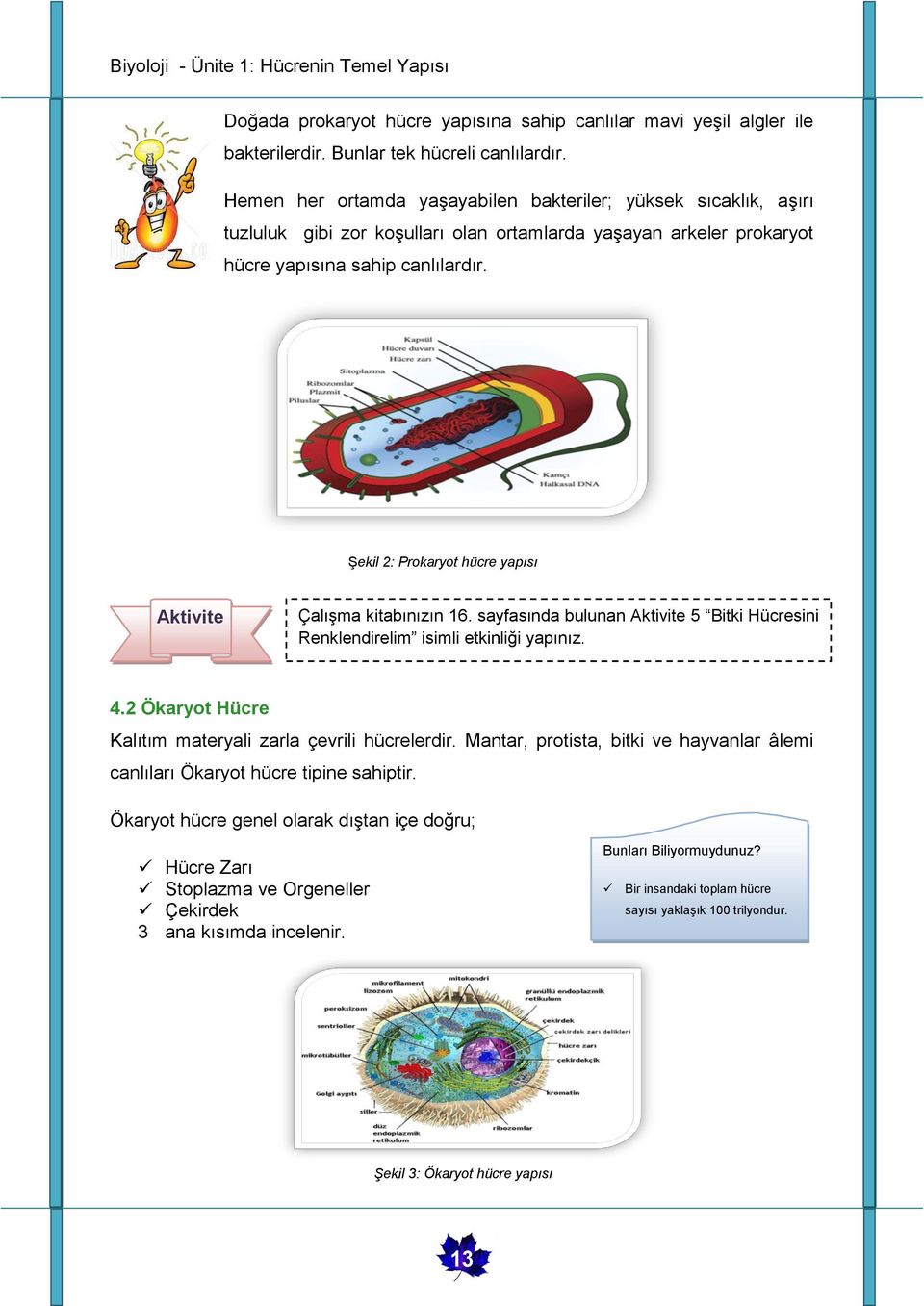 Şekil 2: Prokaryot hücre yapısı Aktivite Çalışma kitabınızın 16. sayfasında bulunan Aktivite 5 Bitki Hücresini Renklendirelim isimli etkinliği yapınız. 4.