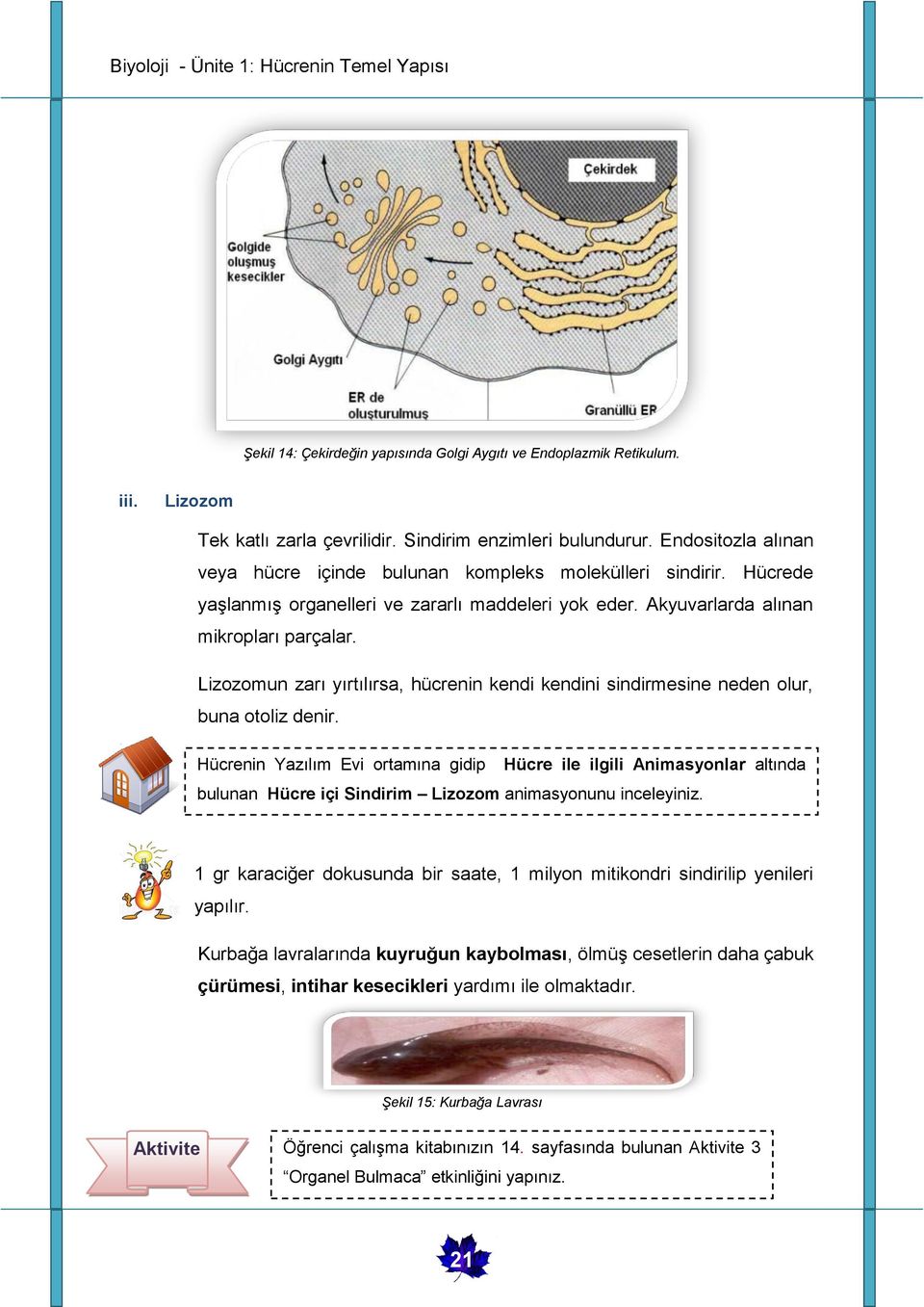 Lizozomun zarı yırtılırsa, hücrenin kendi kendini sindirmesine neden olur, buna otoliz denir.