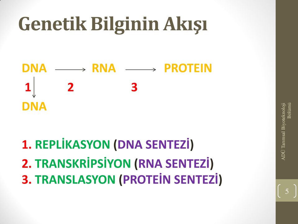 REPLİKASYON (DNA SENTEZİ) 2.