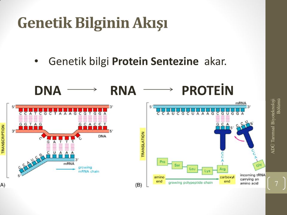 Protein Sentezine