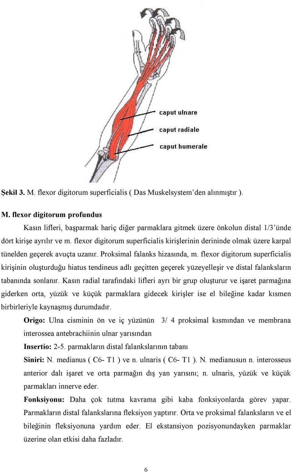 flexor digitorum superficialis kirişinin oluşturduğu hiatus tendineus adlı geçitten geçerek yüzeyelleşir ve distal falanksların tabanında sonlanır.