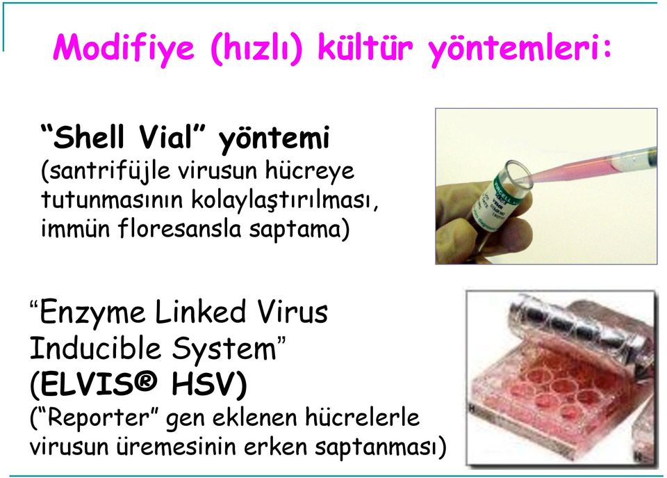 immün floresansla saptama) Enzyme Linked Virus Inducible System