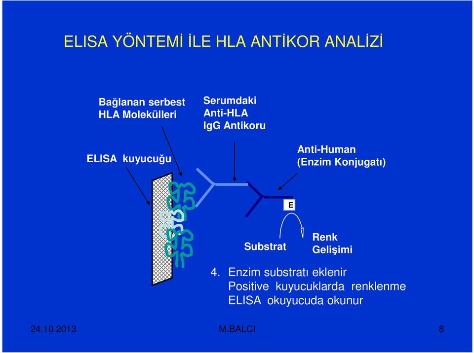 Anti-Human (Enzim Konjugatı) E Substrat Renk Gelişimi 4.